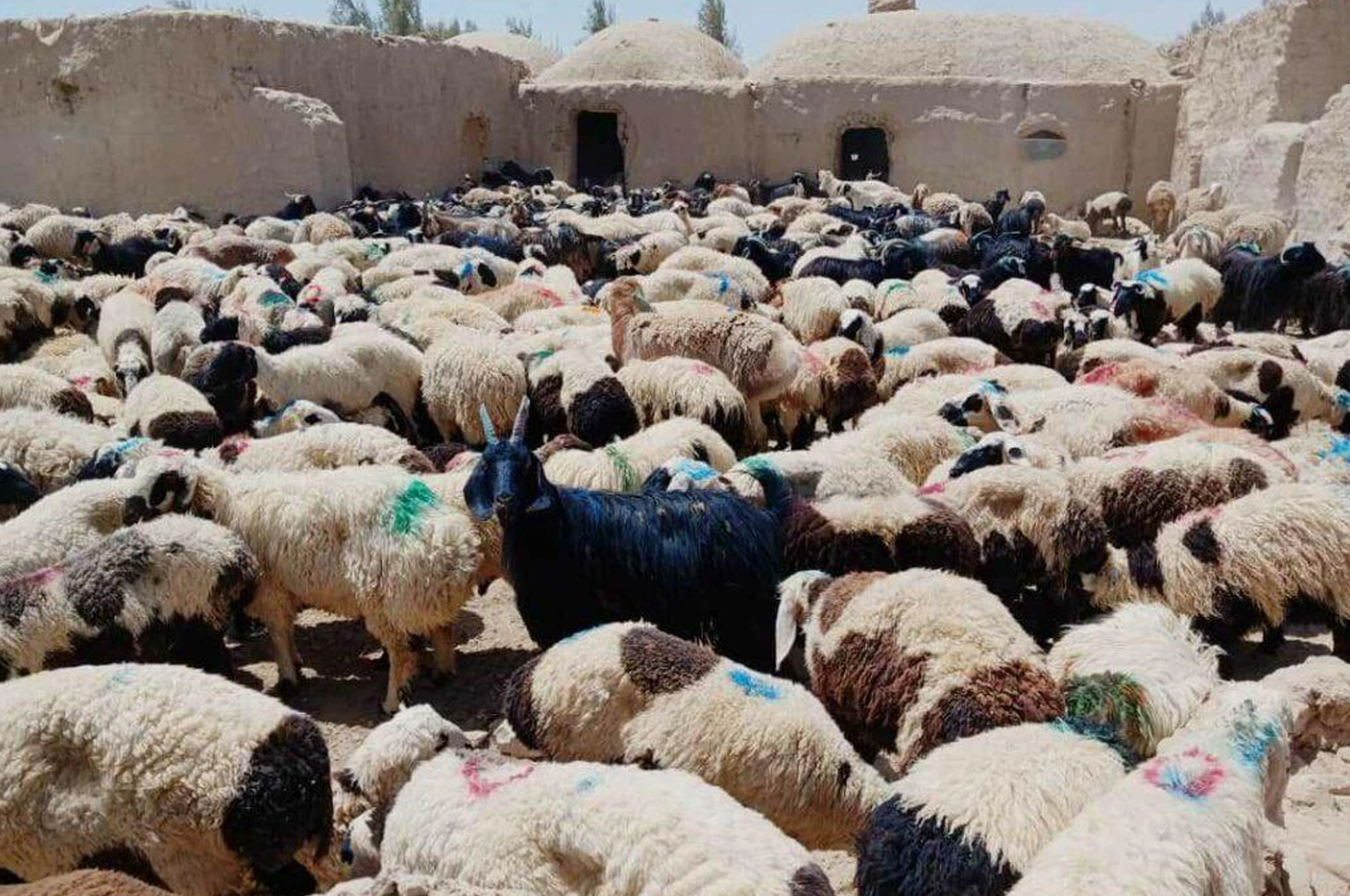 کال کې د شپږو میاشتو لپاره د څارویو صادراتو اجازه اعلان شوه