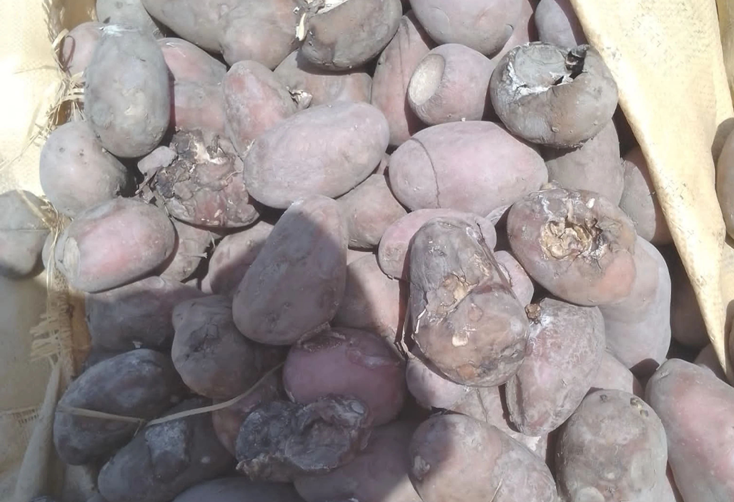 یو ځل بیا پاکستان ته ۳۵ مټریک ټنه خوسا شوي کچالو ور ګرځول شوي
