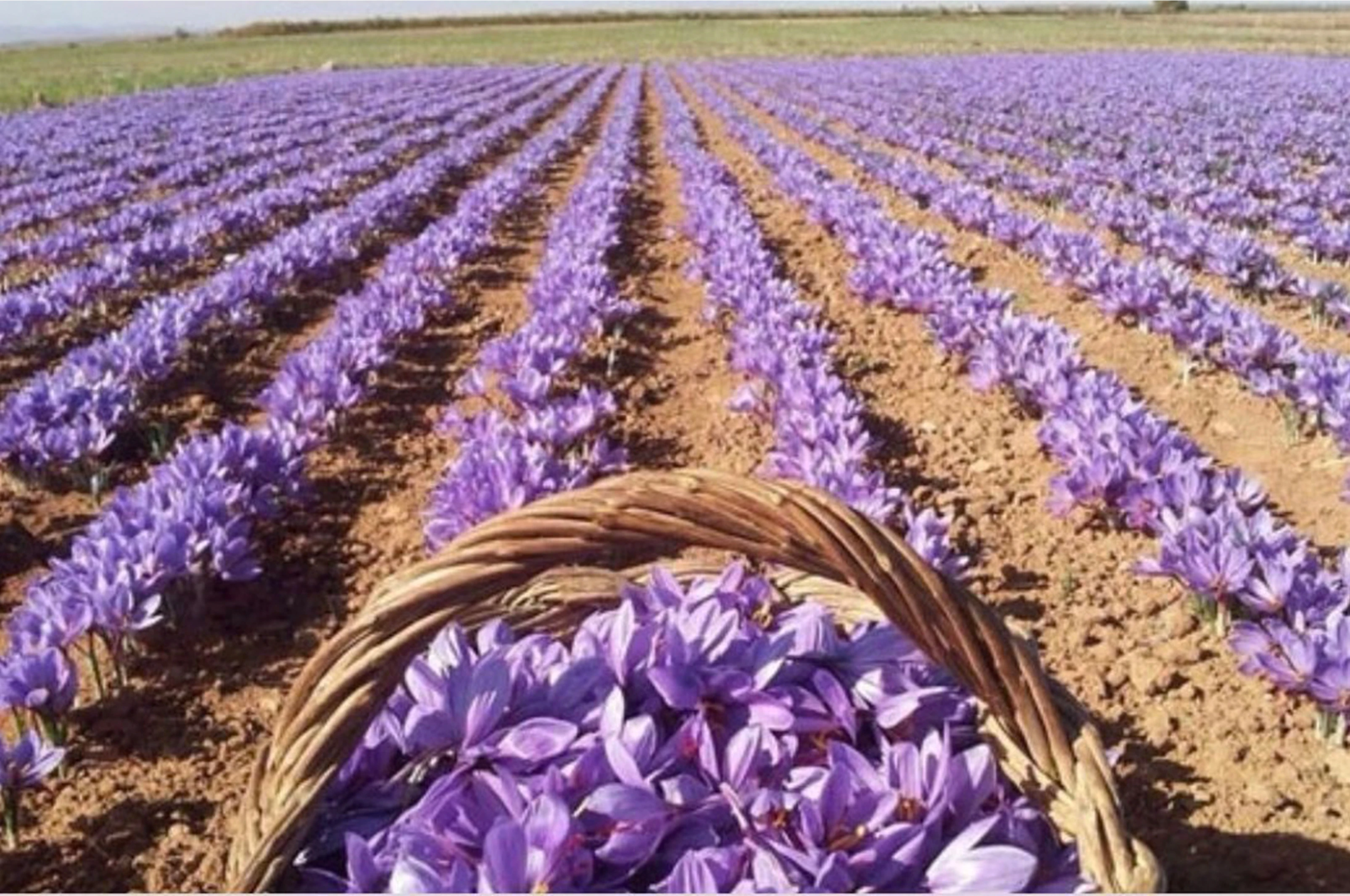 سږ کال افغانستان له ۴۰ څخه تر ۵۰ ټنه زعفران تولید کړي